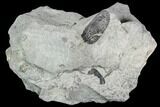 Pennsylvanian Fossil Fern (Macroneuropteris) Leaflet - Kentucky #112912-1